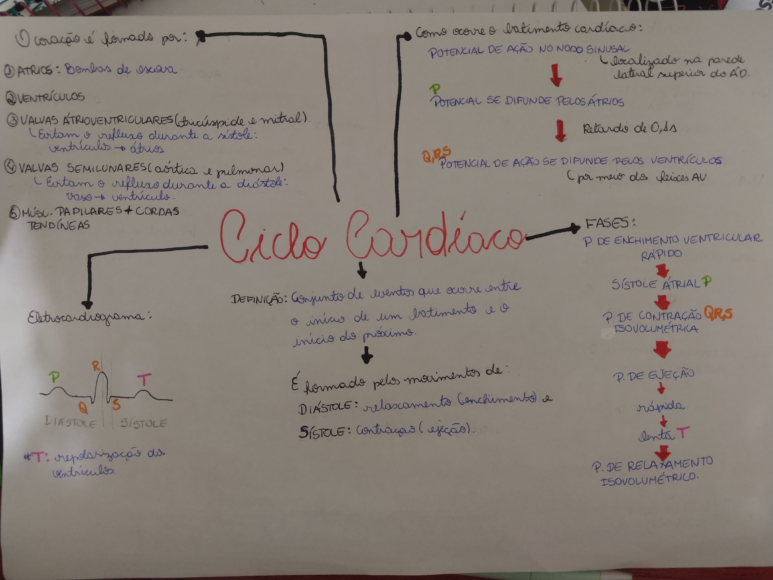 Mapa mental ciclo cardíaco - Cardiopneumofuncional