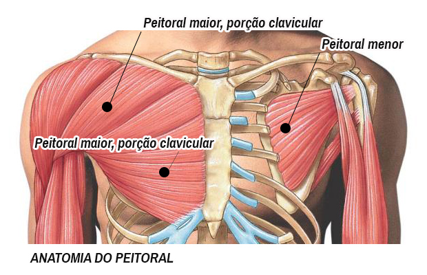 Anatomía Muscular Del Hombro Menor De Pectoralis Con, 41% OFF