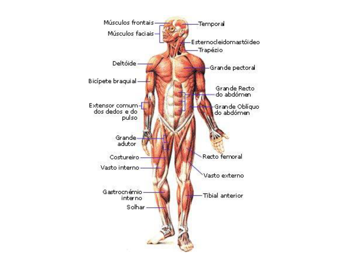 Grátis: AULA SISTEMA MUSCULAR - Material Claro e Objetivo em PDF para  Estudo Rápido, image size:1440x1080