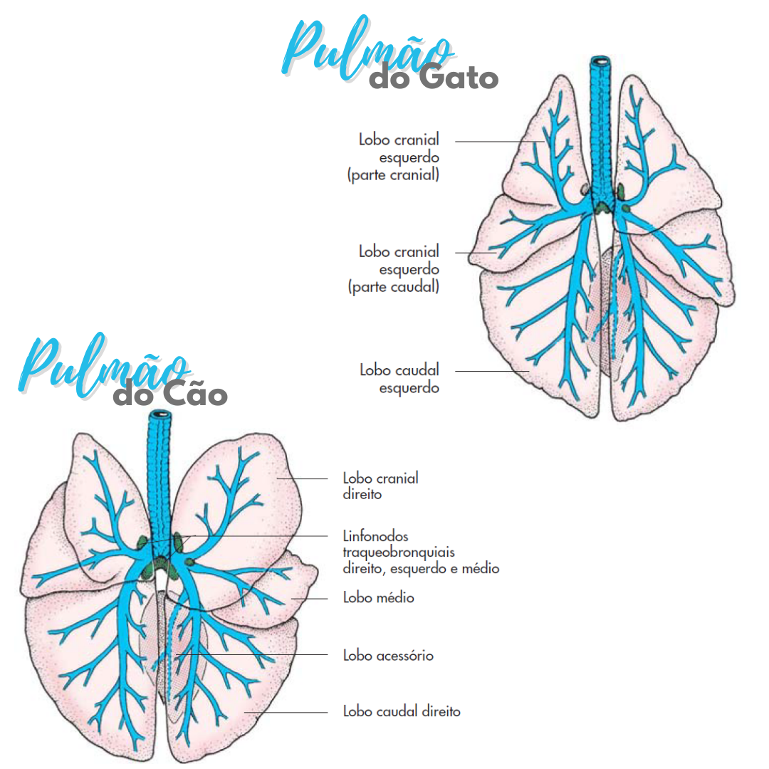 Pulmão do Cão e Gato Anatomia