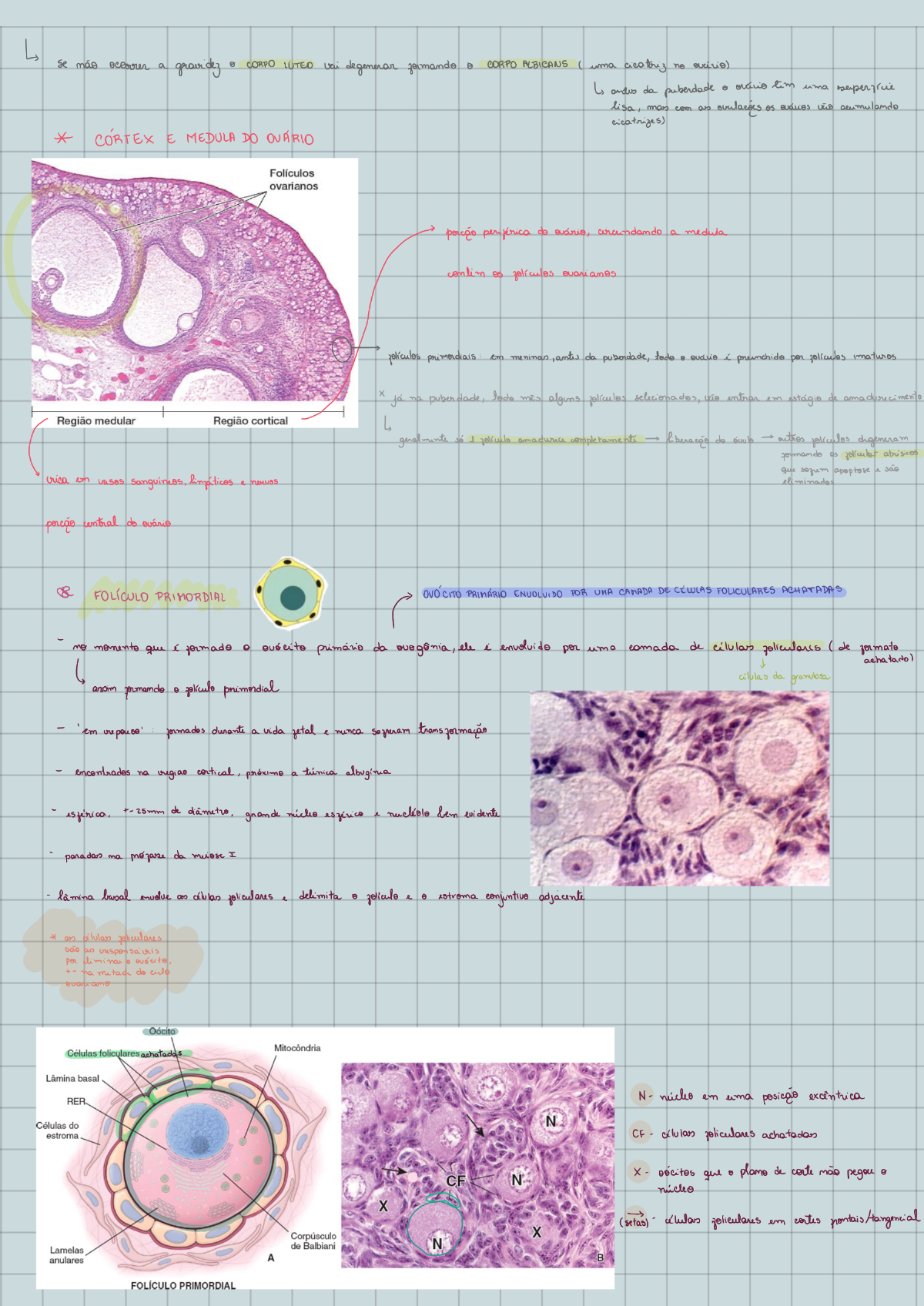 Histologia Do Ovario Rotulada Sistema Reprodutor Feminino