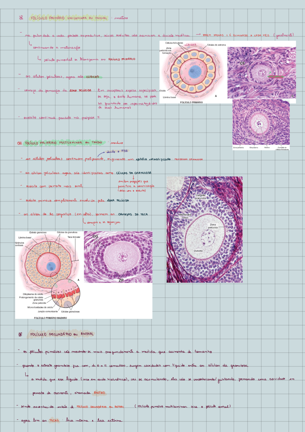 Histologia Do Ovario Rotulada Sistema Reprodutor Feminino