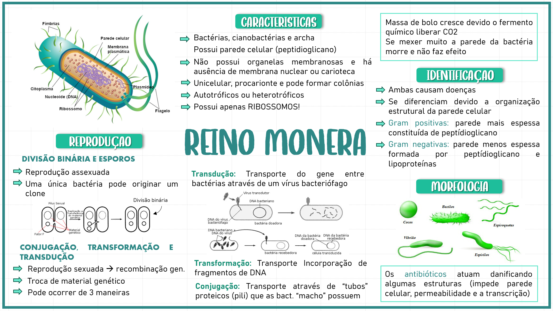 Grátis: Reino monera - Material Claro e Objetivo em PDF para Estudo Rápido