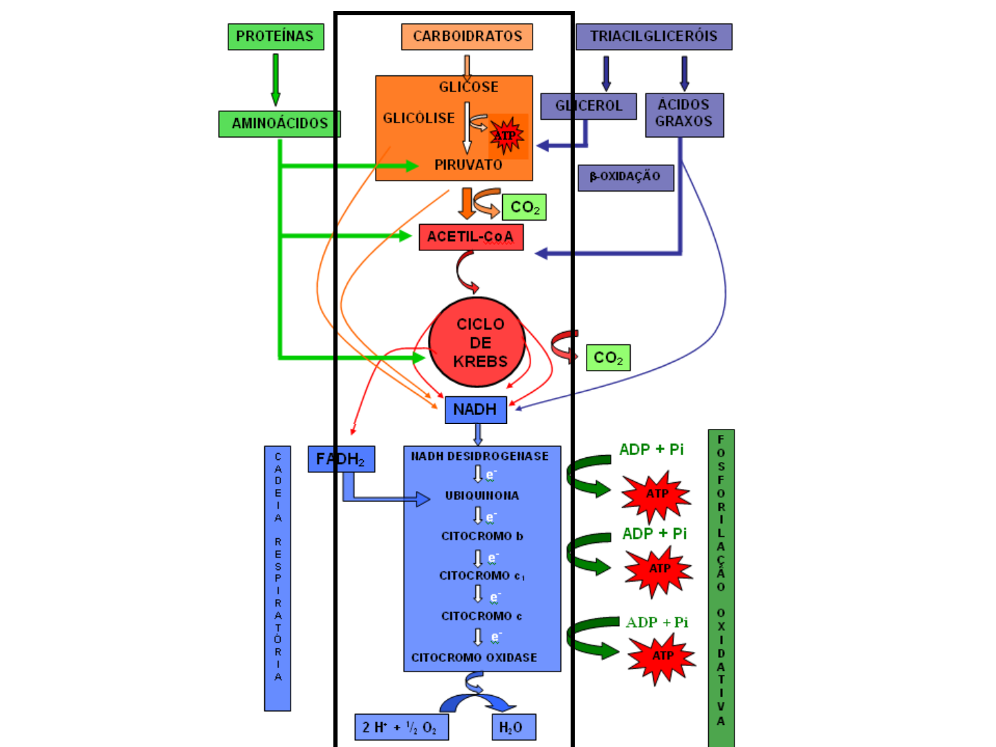 Grátis: 12 Metabolismo de glicídeos Agro - Material Claro e Objetivo em PDF  para Estudo Rápido, image size:1440x1080