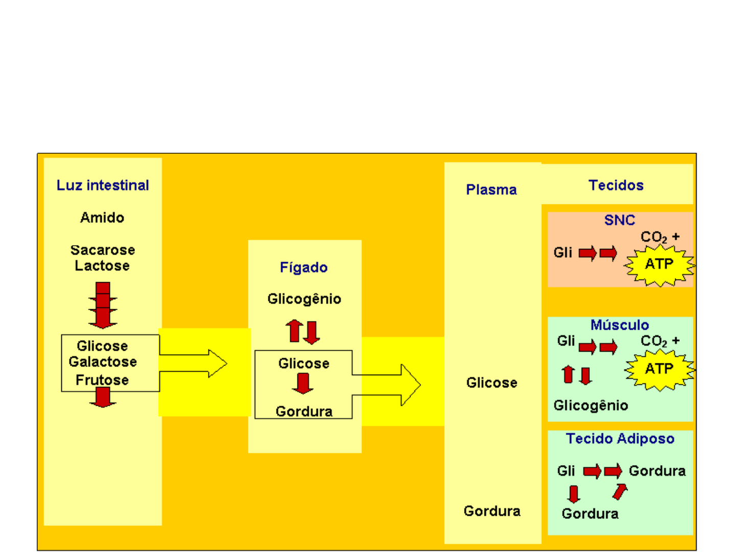 Grátis: 12 Metabolismo de glicídeos Agro - Material Claro e Objetivo em PDF  para Estudo Rápido, image size:1440x1080