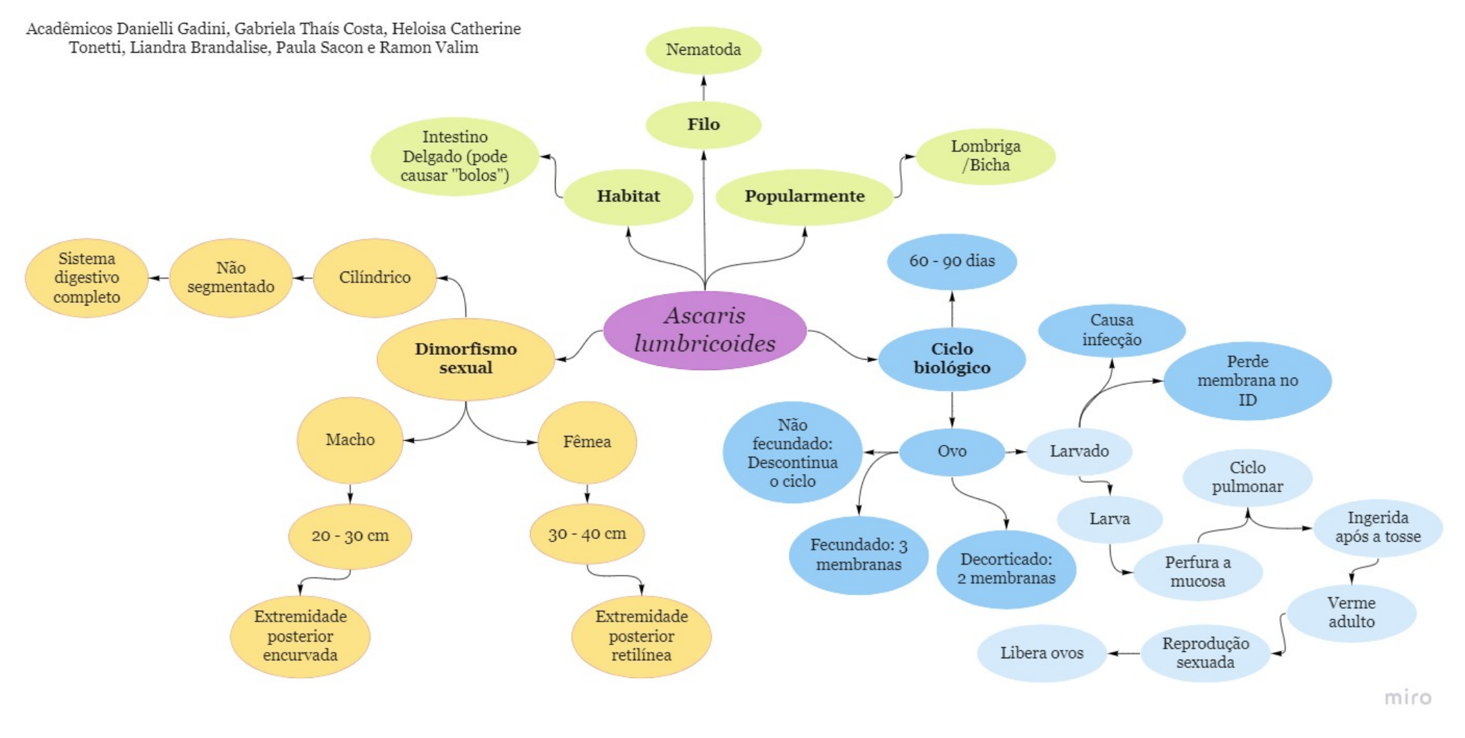 Mapa Mental Ascaris Lumbricoides Parasitologia Humana 