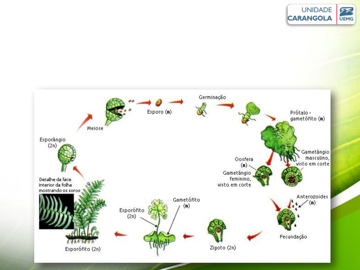 Ladyfern (@ladyfernadelaide) • Instagram photos and videos, image size:1440x1080