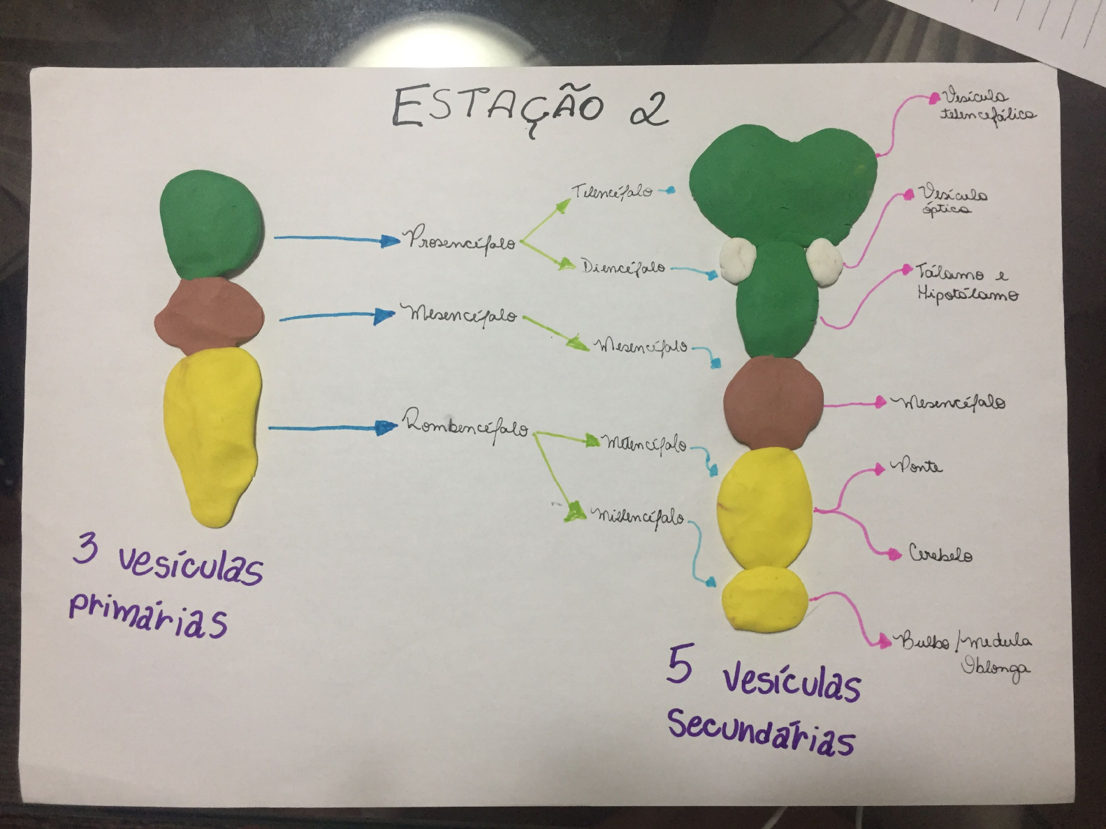 Atividade: Desenvolvimento Do Sistema Nervoso - Bases Biológicas Do ...