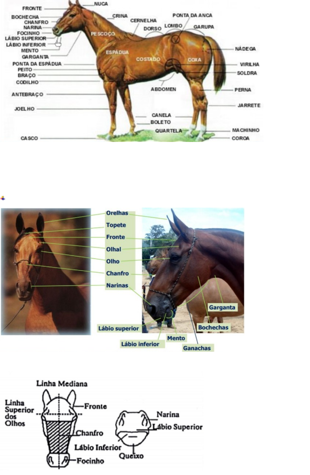 cavalo frente aberta é aqquele q tem a cara branca ou aas pats da frente  branca ²?