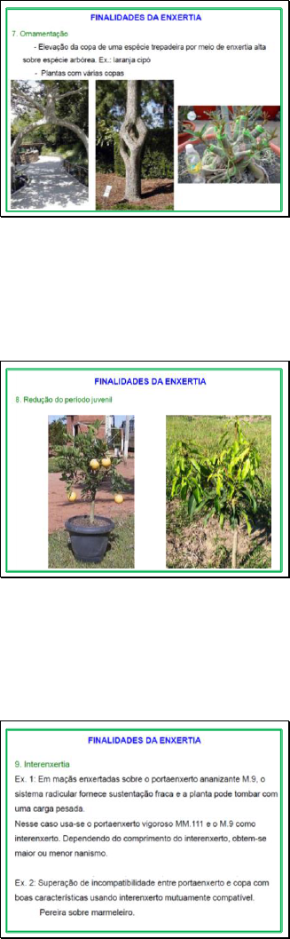 Diferentes técnicas de enxertia - Ômega, Garfo e Inglês complicado