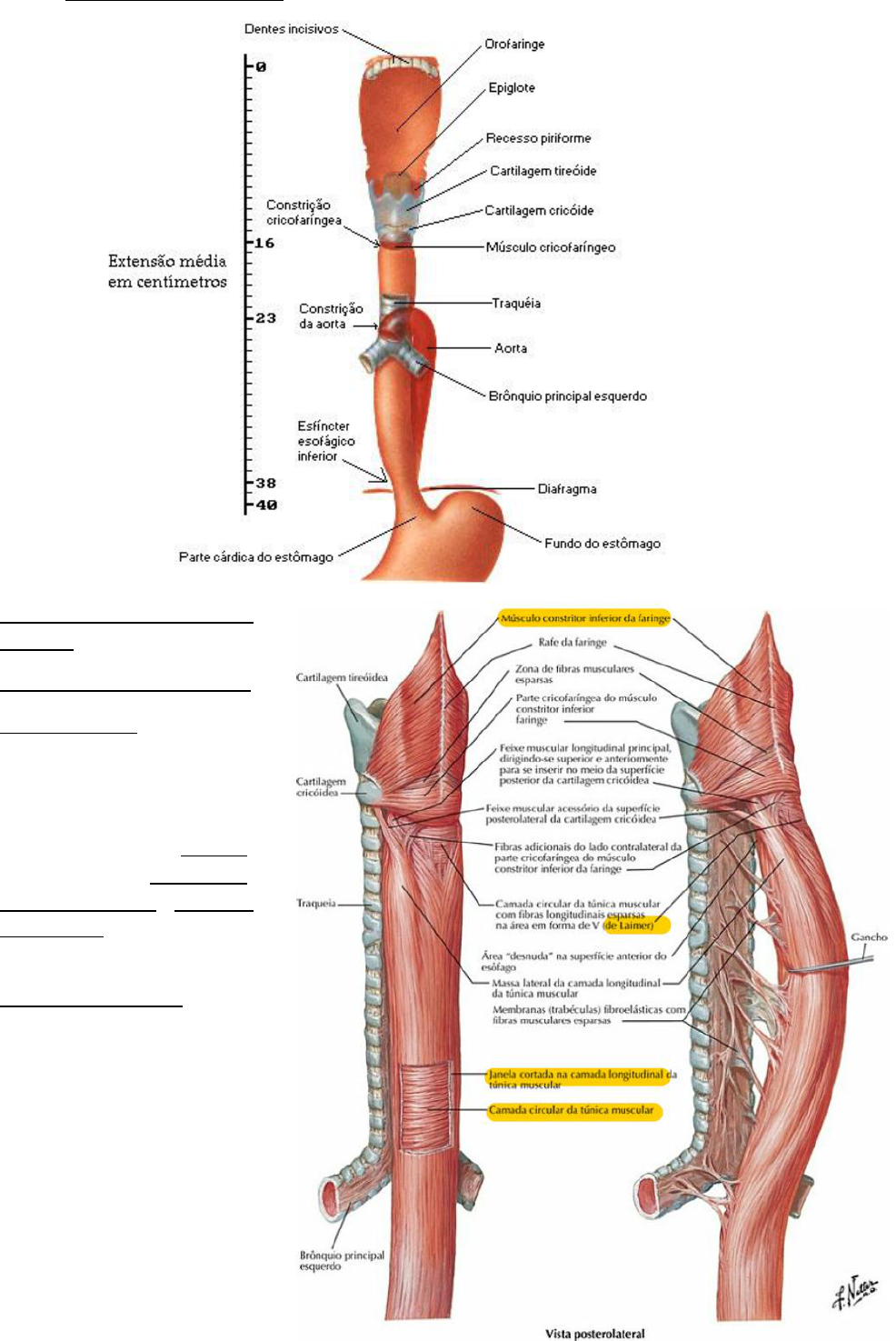 ANATOMIA Esôfago e estômago Anatomia I