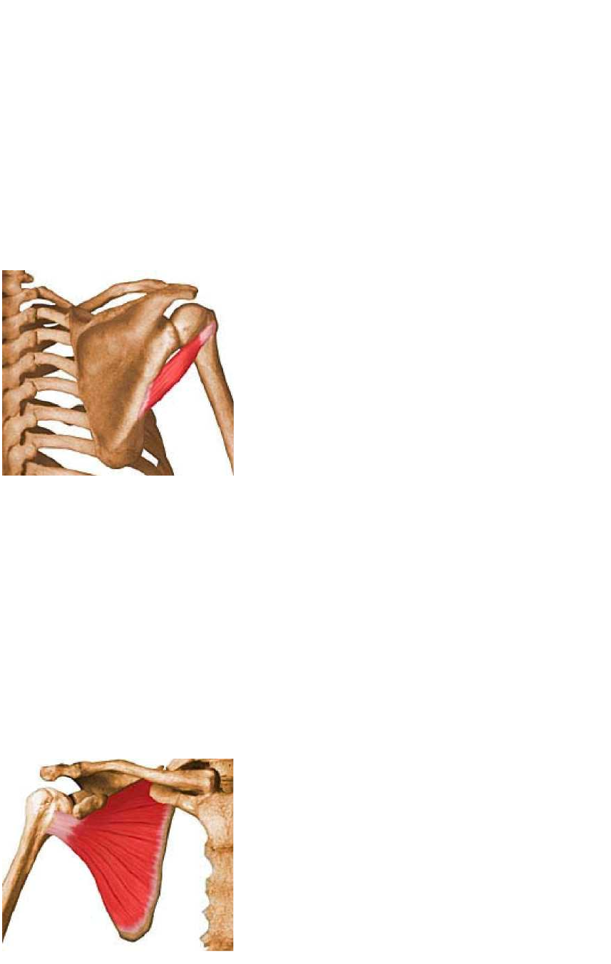 Cintura Escapular - Anatomia I