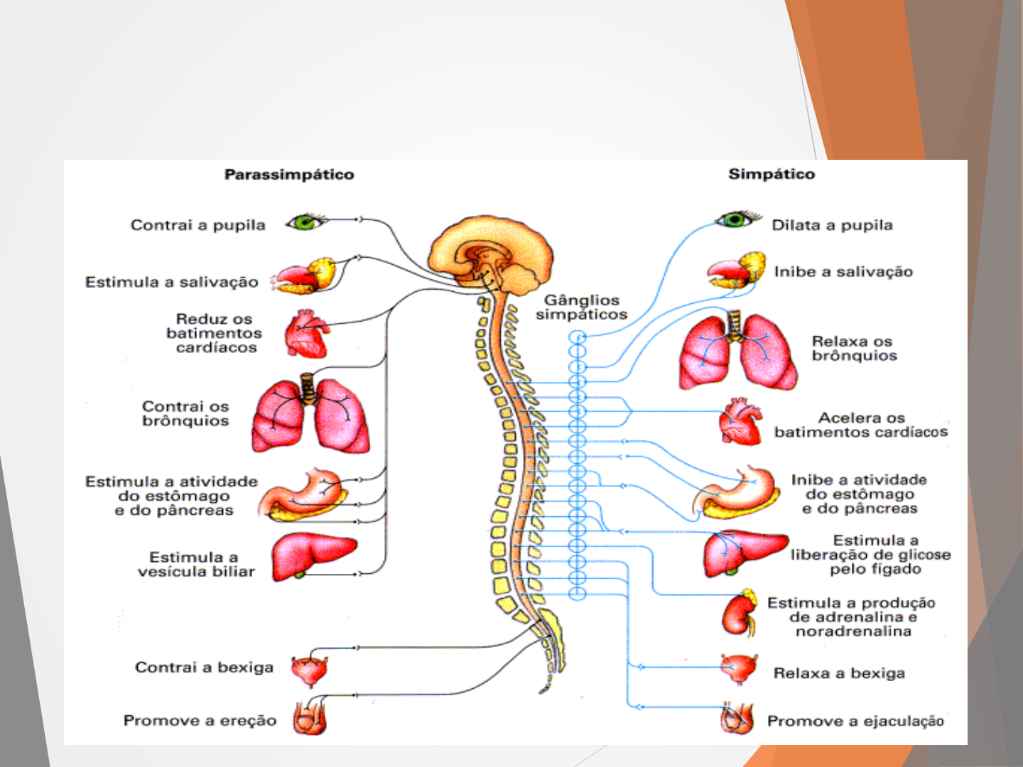 ADRENALINA - RECEPTORES Adrenérgicos, Efectos Farmacológicos