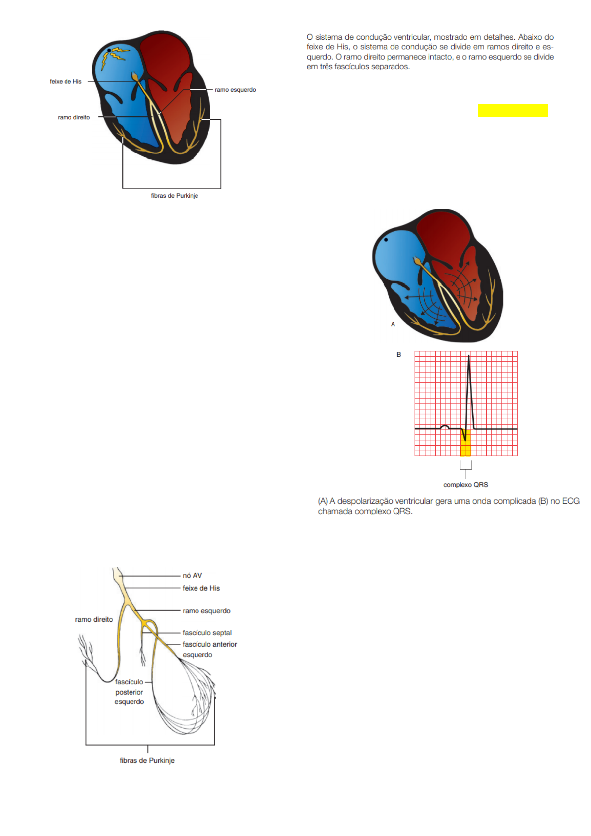 Fasciculo Anterior Esquerdo Vias Neurais E Tratos Da Medula Espinhal: