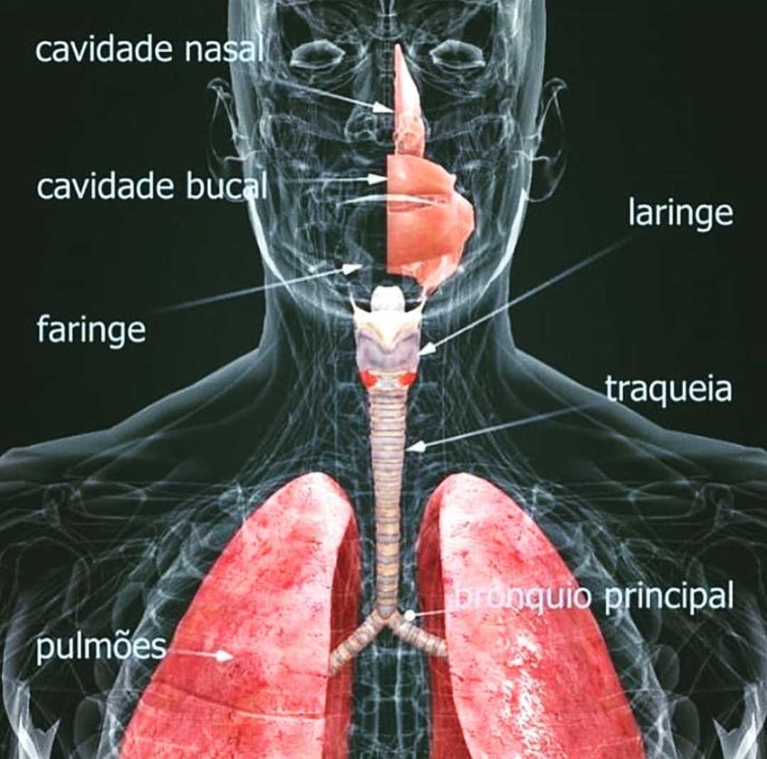 Anatomia Do Sistema Respiratorio