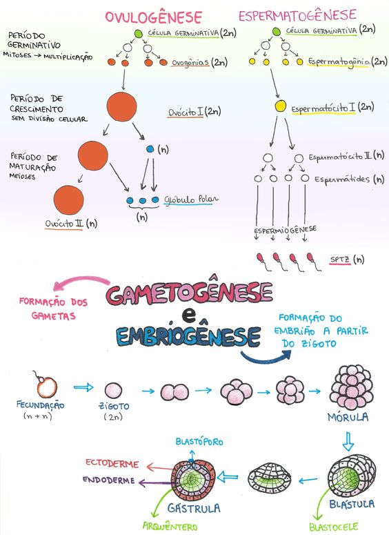 GAMETOGÊNESE E EMBRIOGÊNESE - Biologia