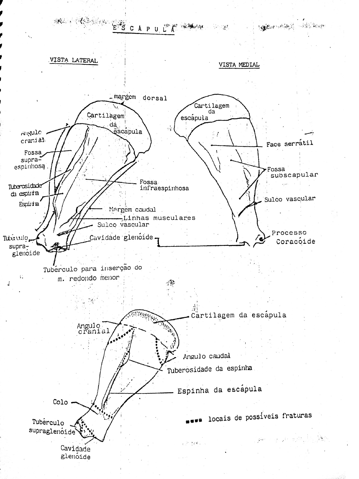 Anatomia Ossos Anatomia Veterin Ria I