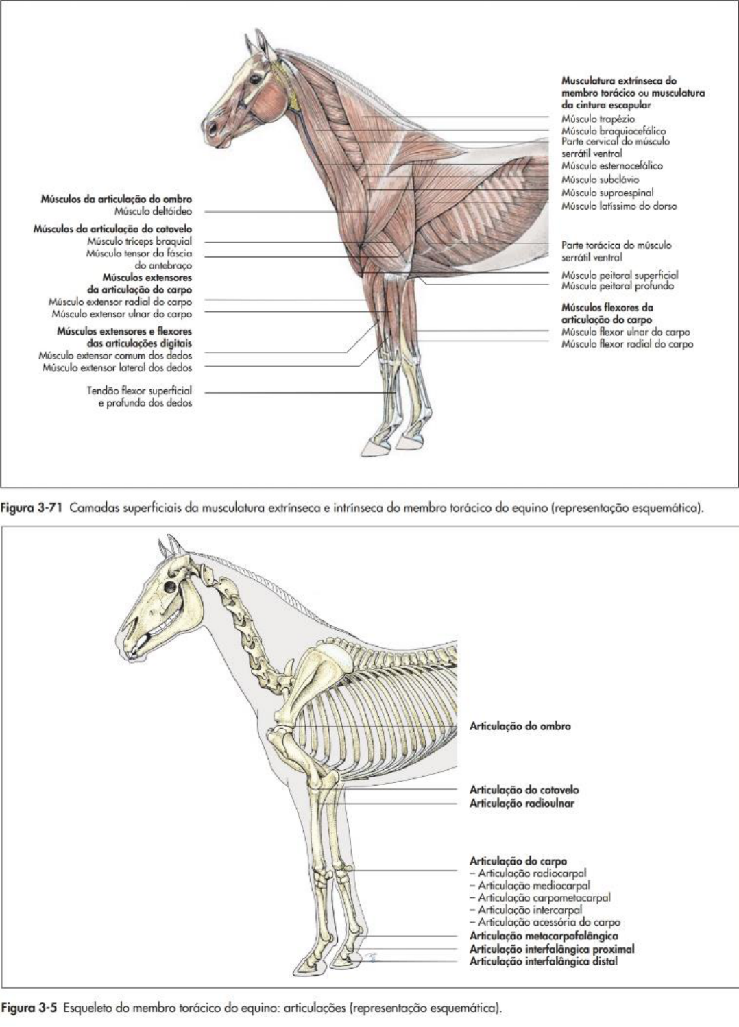 Anatomia Animal Pratica - Anatomia Veterinária I