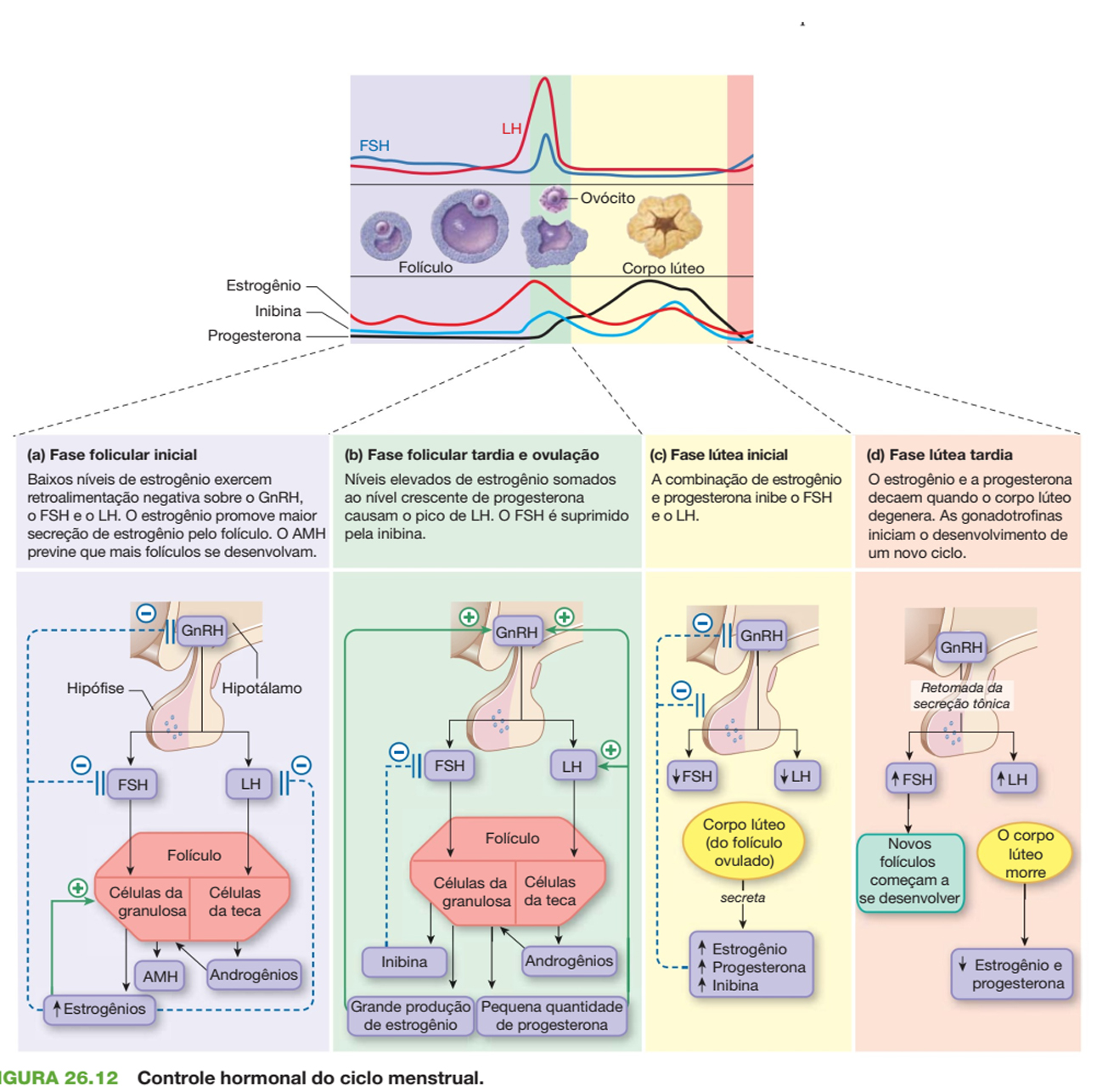 Controle Hormonal Do Ciclo Menstrual Fisiologia I