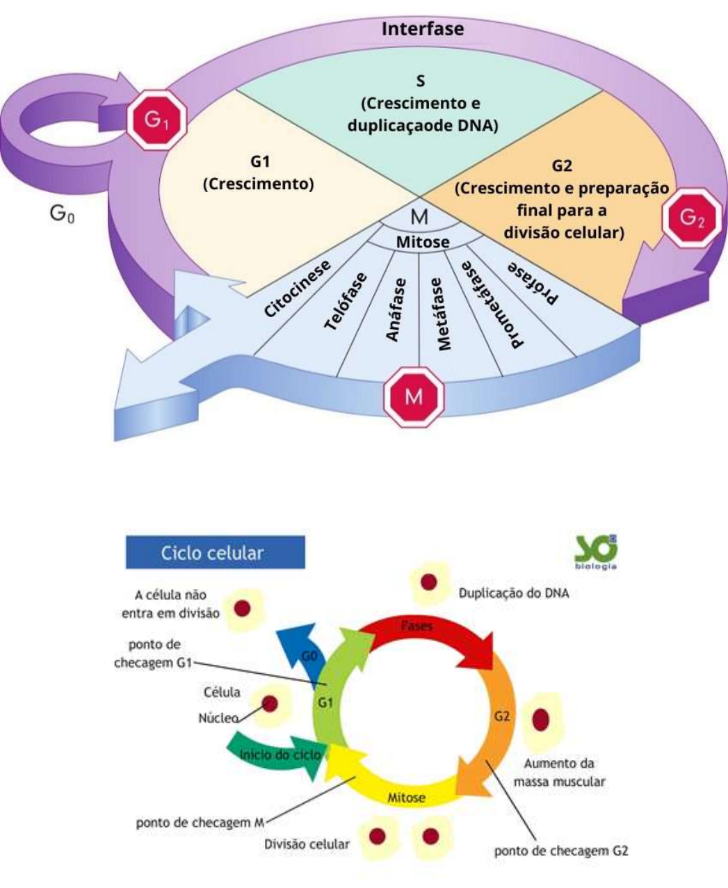 Ciclo celular: o que é, etapas, controle, resumo - Biologia Net