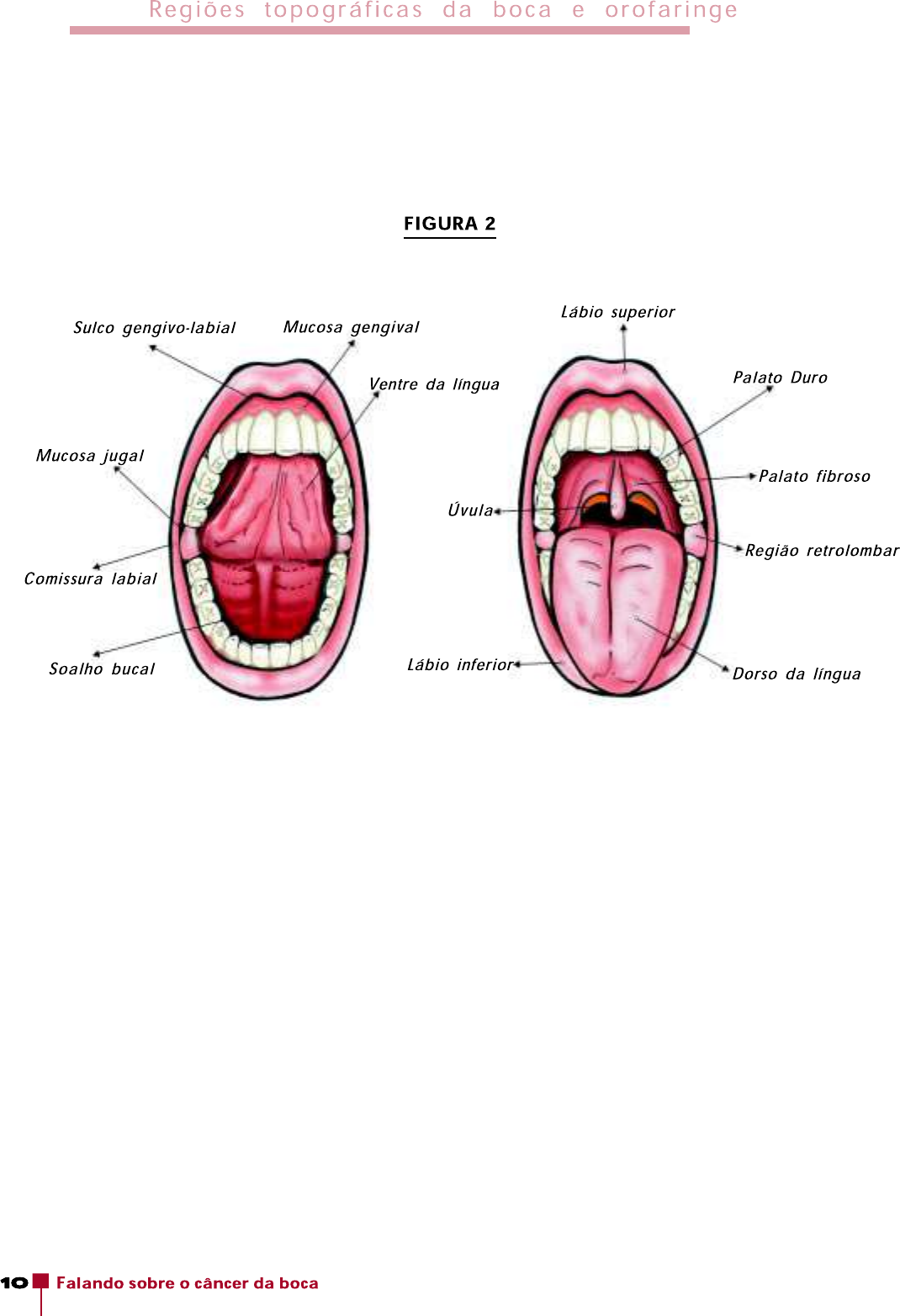 Grátis: cancer de boca - Material Claro e Objetivo em PDF para Estudo Rápido, image size:1070x1565
