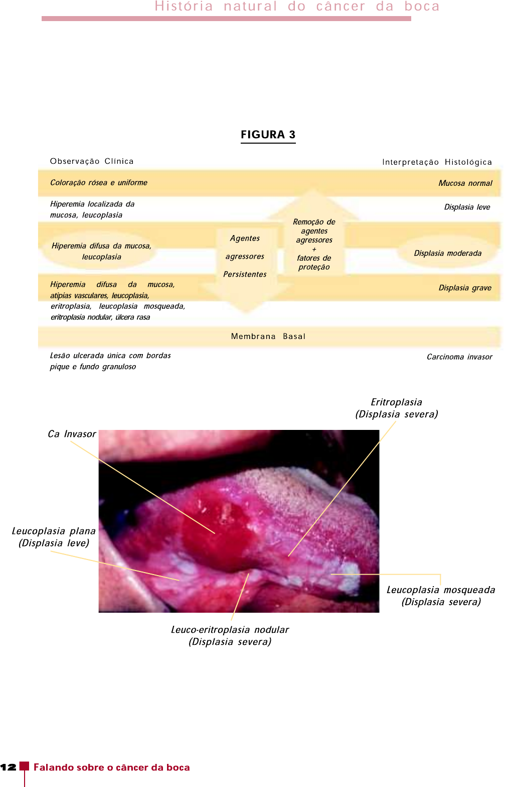 Sociedade Brasileira de Cirurgia de Cabeça e Pescoço | São Paulo SP, image size:1009x1567