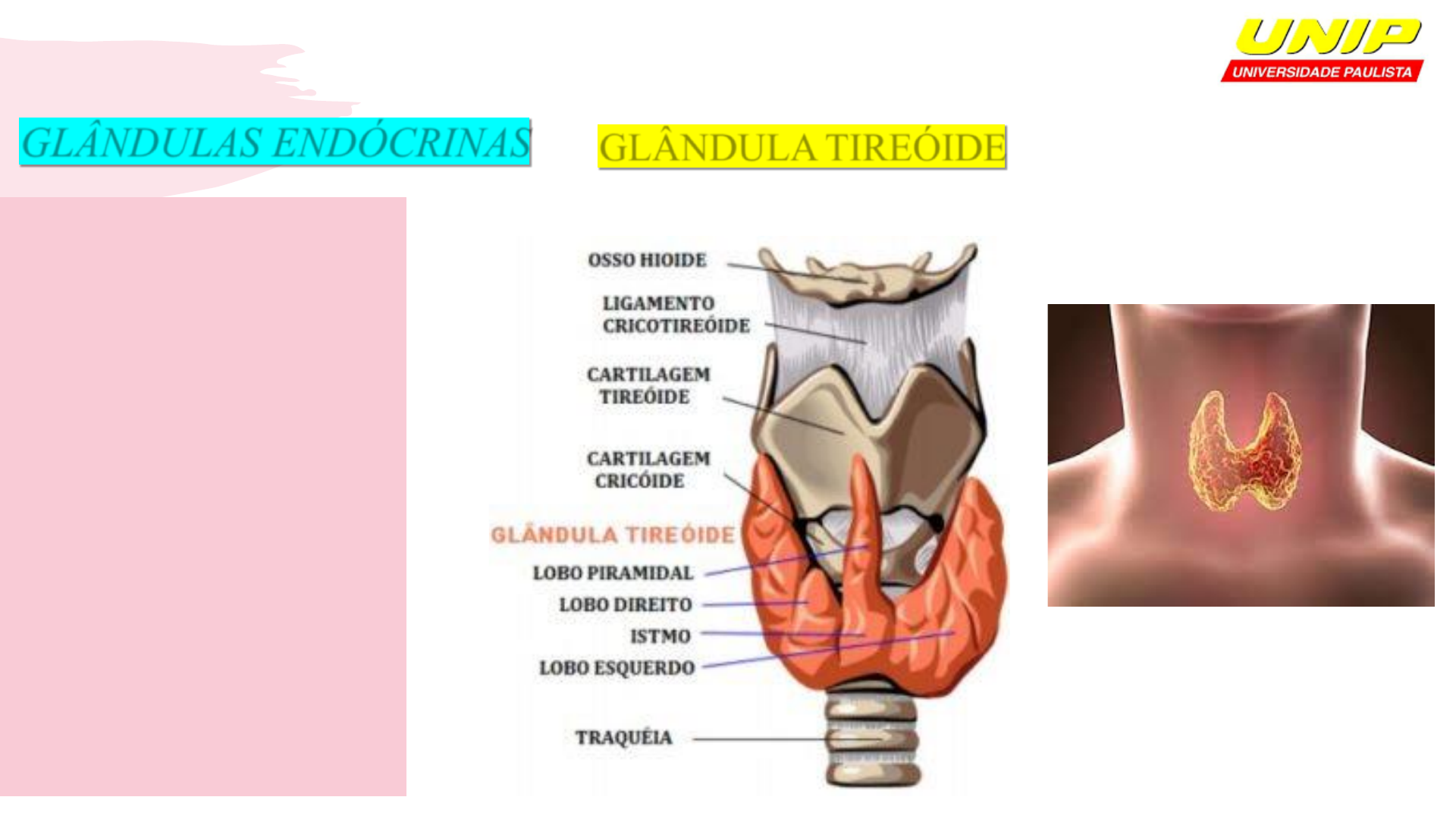 Grátis: - Glândulas Endócrinas - Material Claro e Objetivo em PDF para  Estudo Rápido, image size:1920x1080