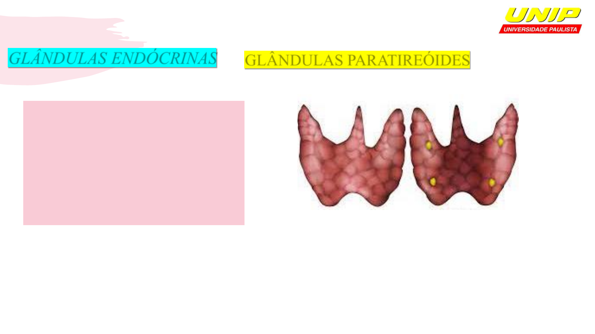 Grátis: - Glândulas Endócrinas - Material Claro e Objetivo em PDF para  Estudo Rápido, image size:1920x1080