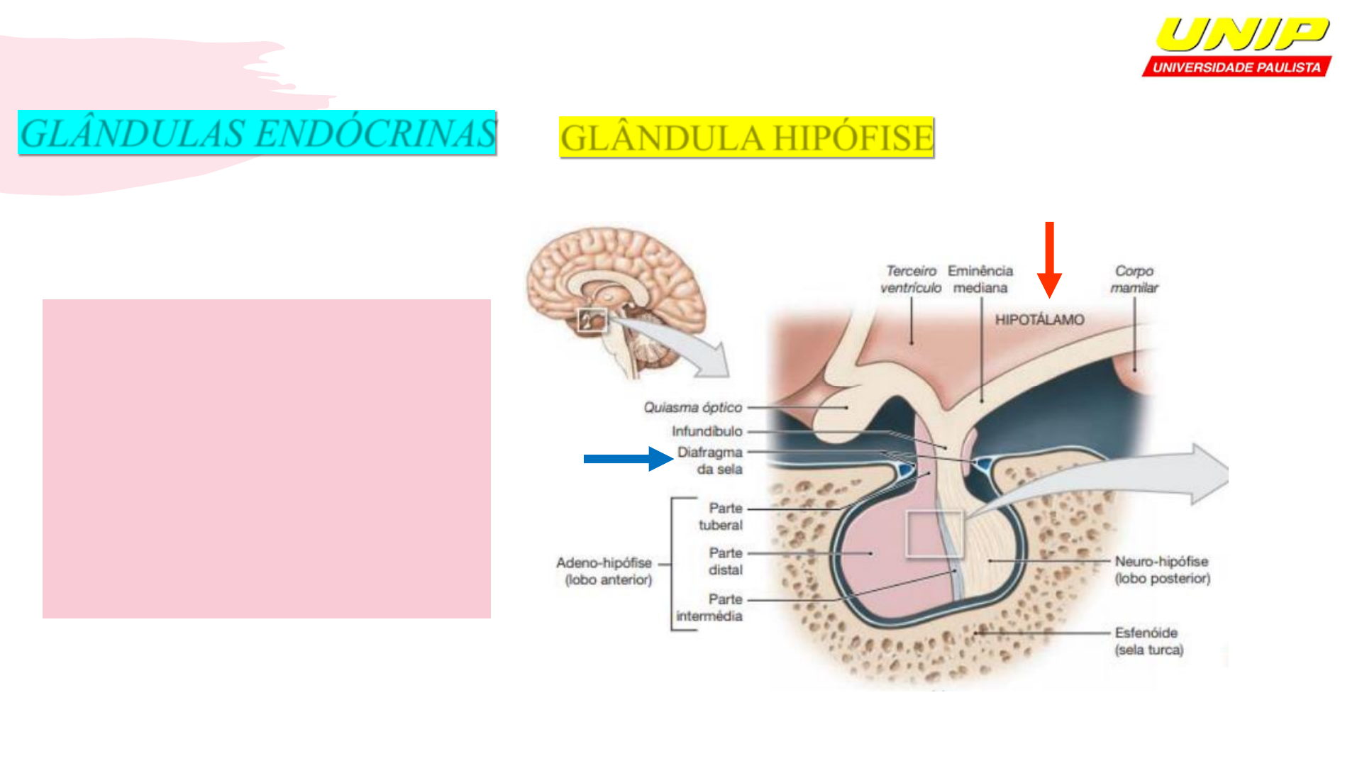 Guia Completo do Sistema Endócrino | PDF | Glândula pituitária | Tireoide, image size:1920x1080