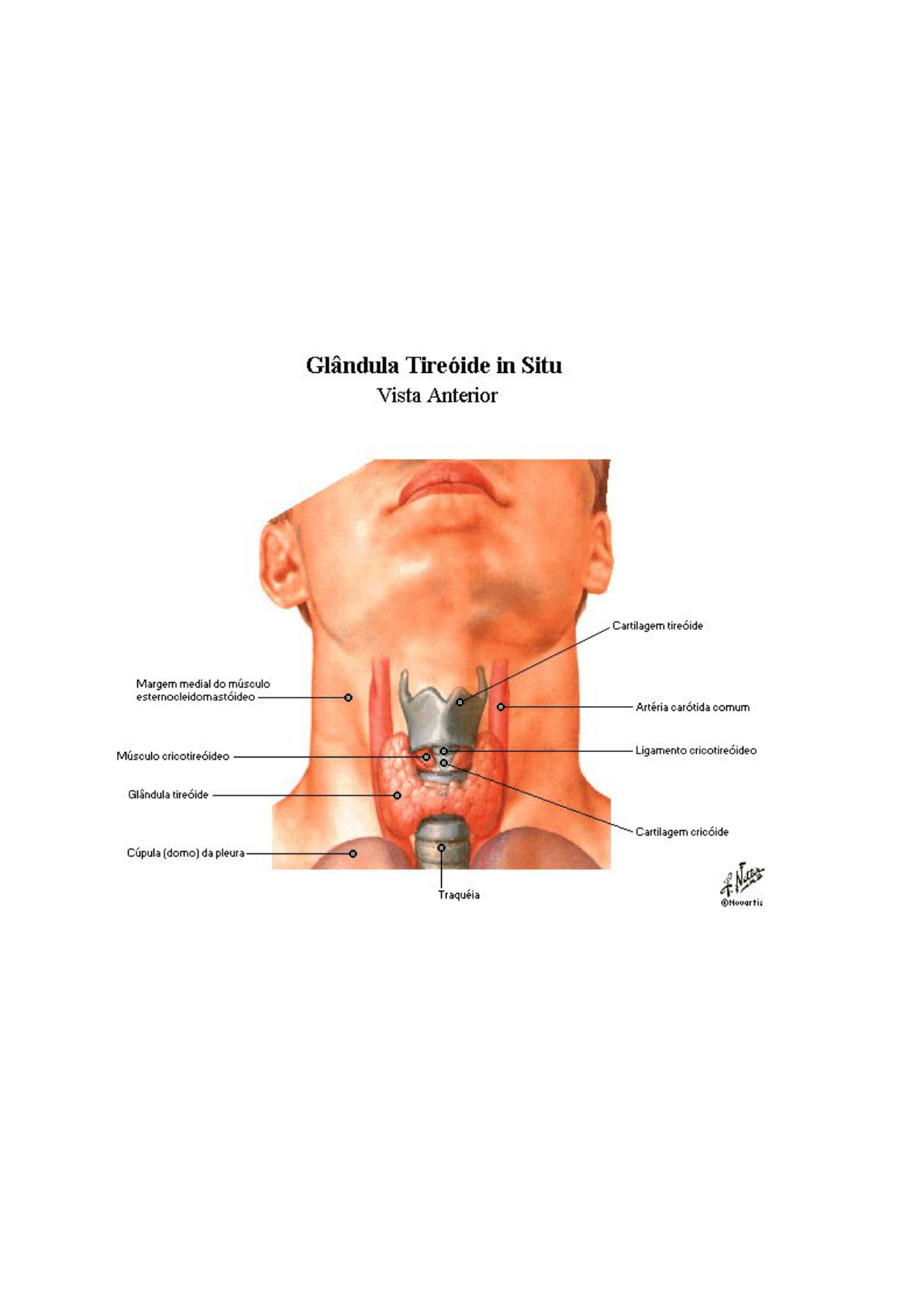 Ilustração Anatômica Detalhada Do Coração Humano Com Câmaras E Válvulas  Rotuladas PNG , Anatomia Do Coração Humano, Ilustração Médica Do Coração,  Diagrama Do Coração Rotulado PNG Imagem para download gratuito, image size:1192x1686
