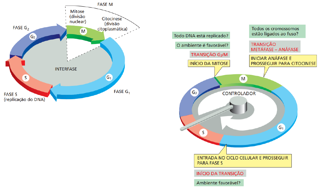 Resumo de Ciclo Celular: diferentes fases e divisão! - Sanar Medicina