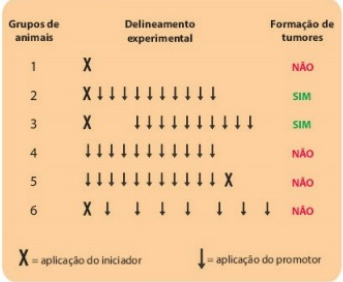 progressão da promoção da iniciação da carcinogênese