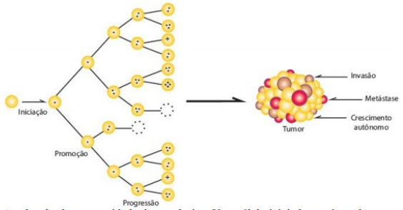 progressão da promoção da iniciação da carcinogênese