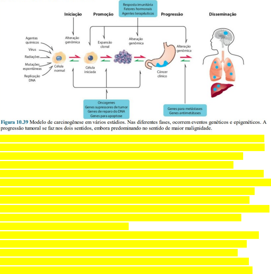 progressão da promoção da iniciação da carcinogênese
