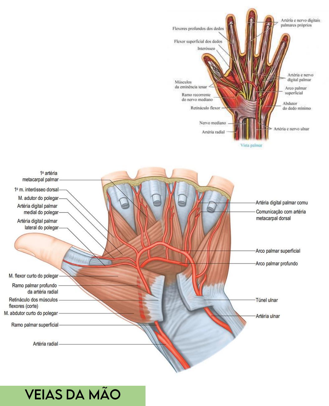 Grátis: Anatomia da mão - Material Claro e Objetivo em PDF para Estudo  Rápido, image size:1056x1303