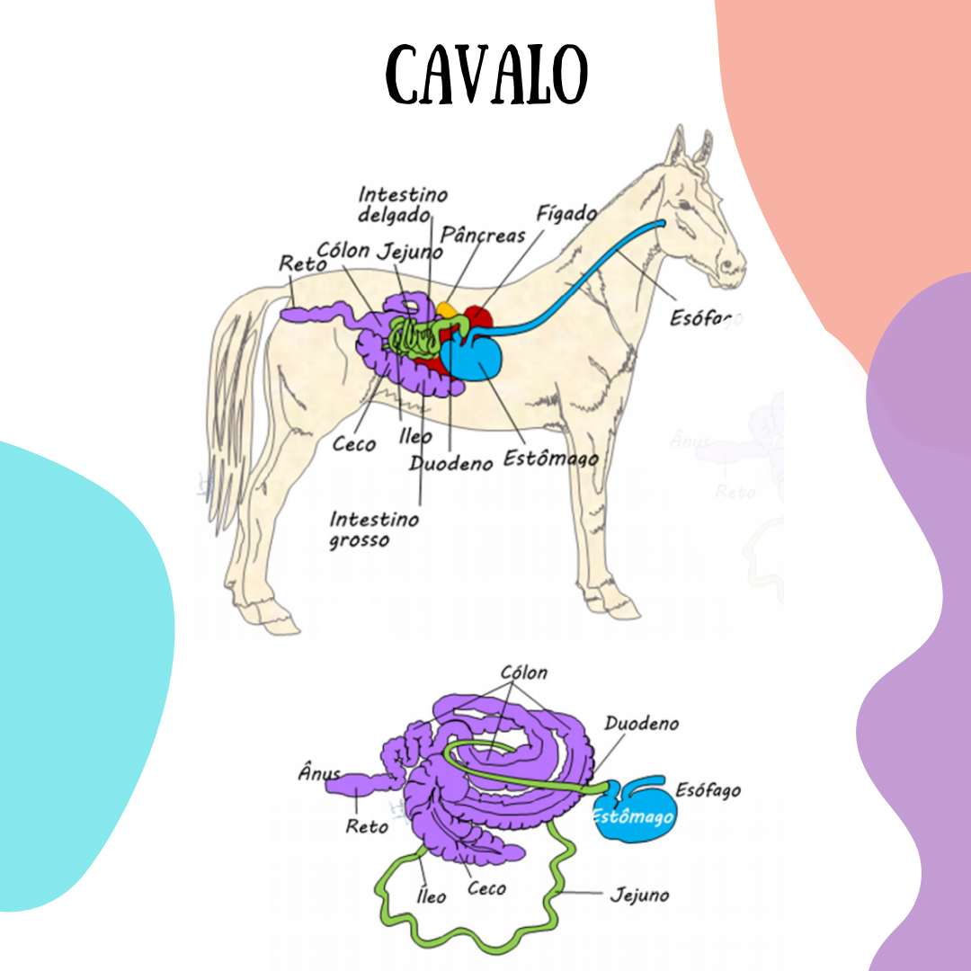 Aparelho Digestivo do Cavalo