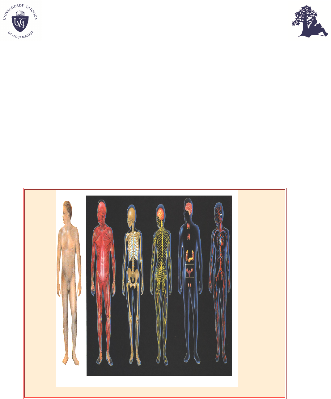 Quebra-cabeça Anatomia da Mão Humana por Leonardo da Vinci