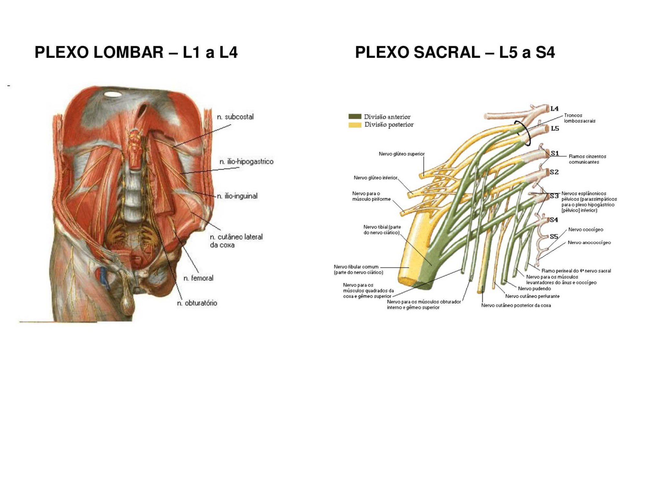 Plexo Cervical Braquial Lombar E Sacral Anatomia I | Images and Photos ...