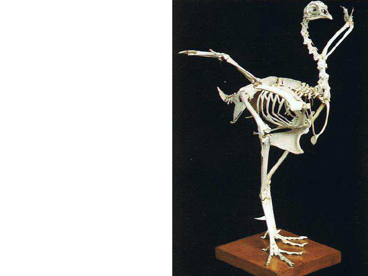 Anatomia de aves - Anatomia Animal