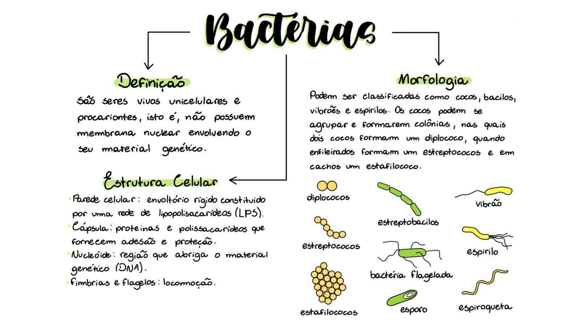 De Exemplos De Como As Bacterias São Utilizadas Na Biotecnologia