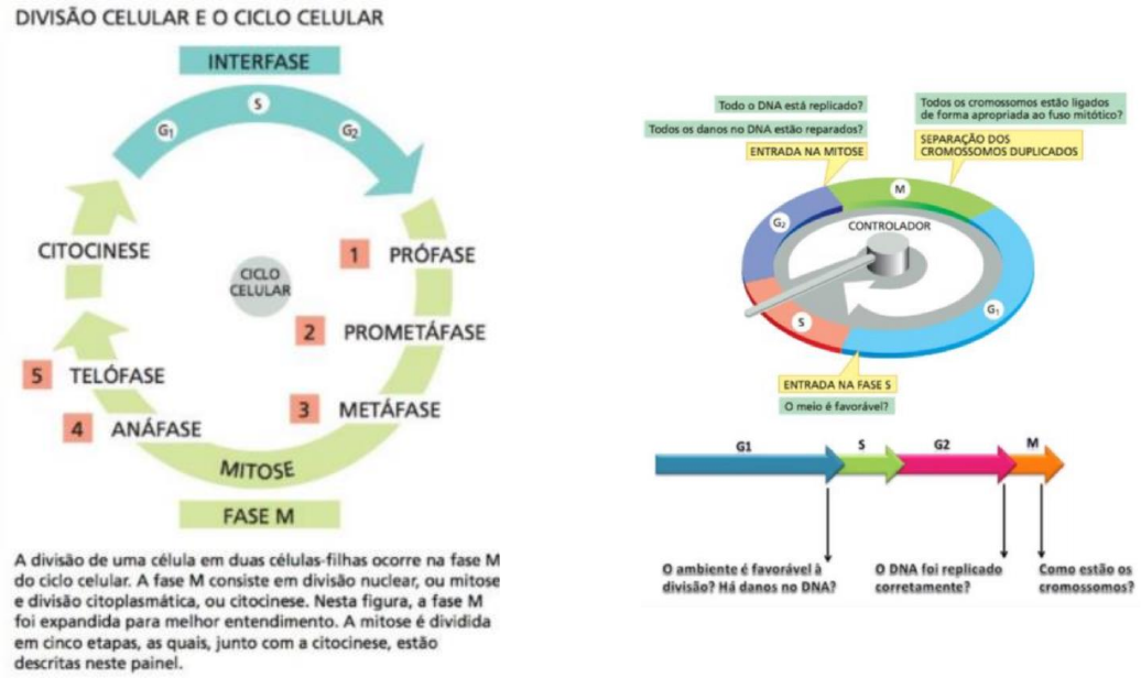 Ciclo celular: fases, divisão e controle