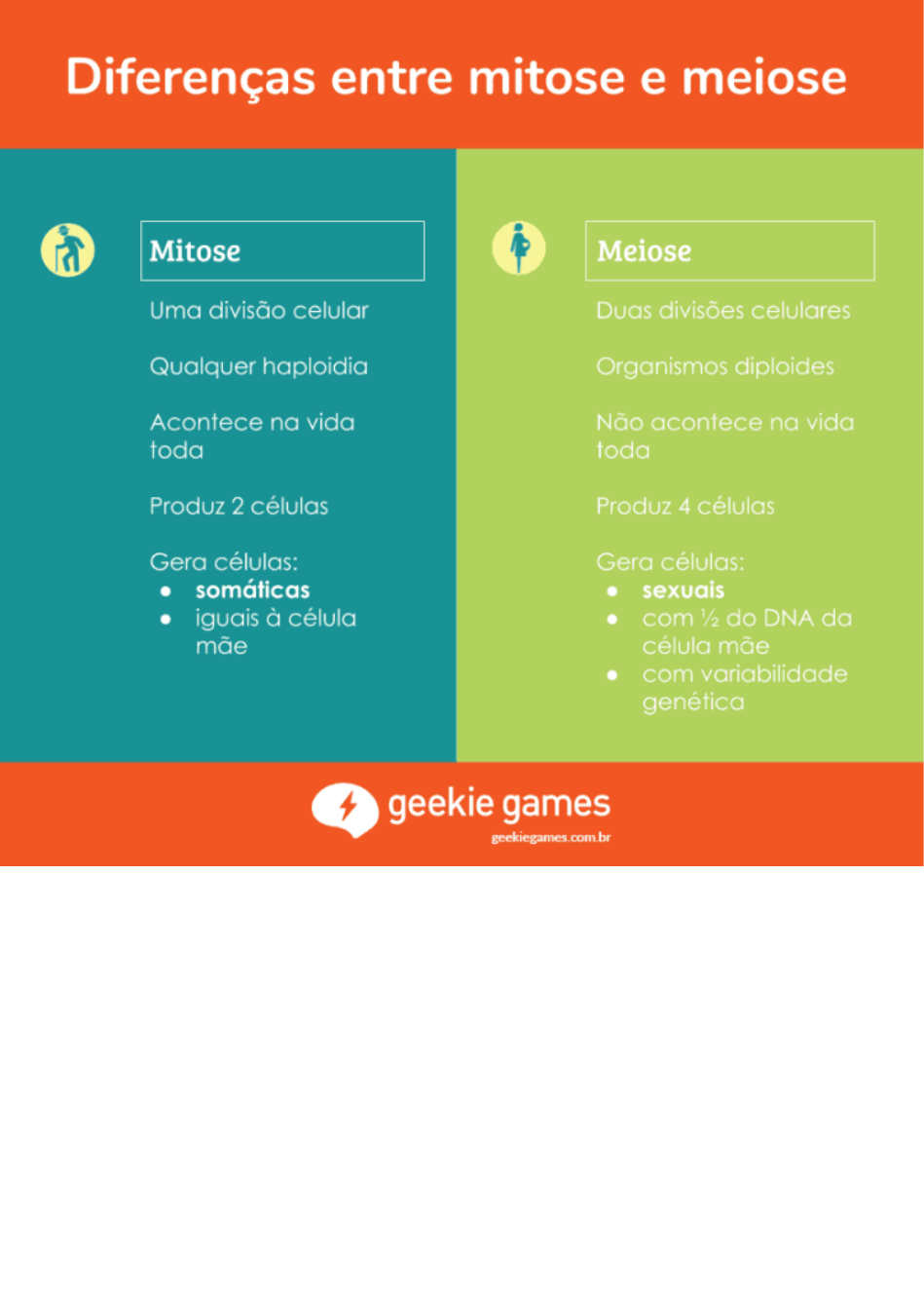 Meiose: resumo, fases e diferenças da mitose - Toda Matéria