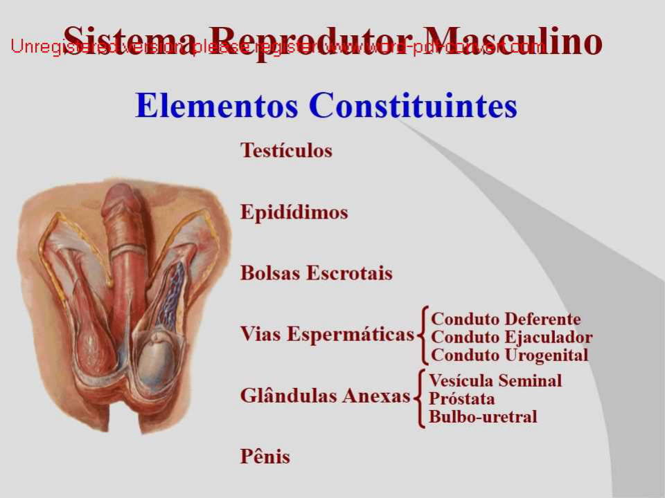 File Sistema Reprodutor Masculino Histologia E Embriologia
