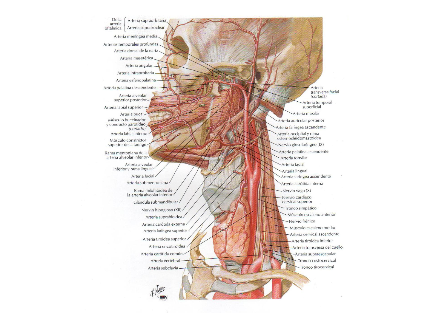 ramas de la arteria vertebral