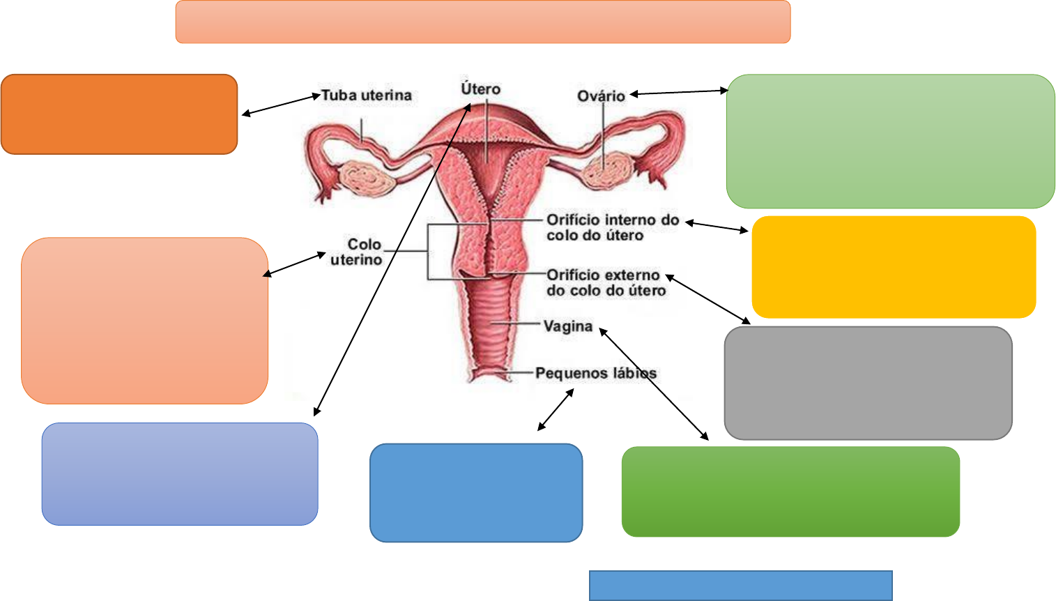 Aparelho Reprodutor Feminino Interno