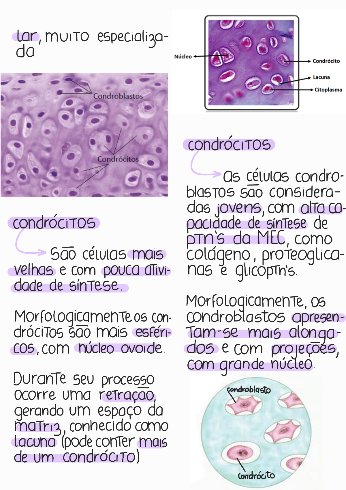 Tecido Cartilaginoso - Histologia I