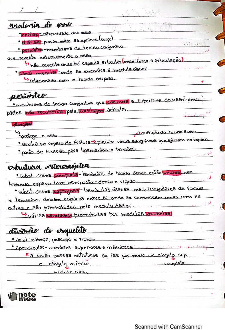 Sistema Esqueletico Teoria Anatomia Humana I