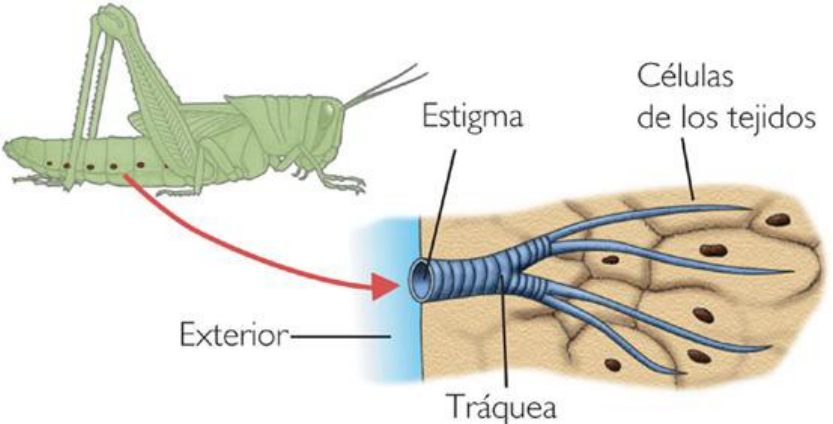 diagrama de exoesqueleto de insectos