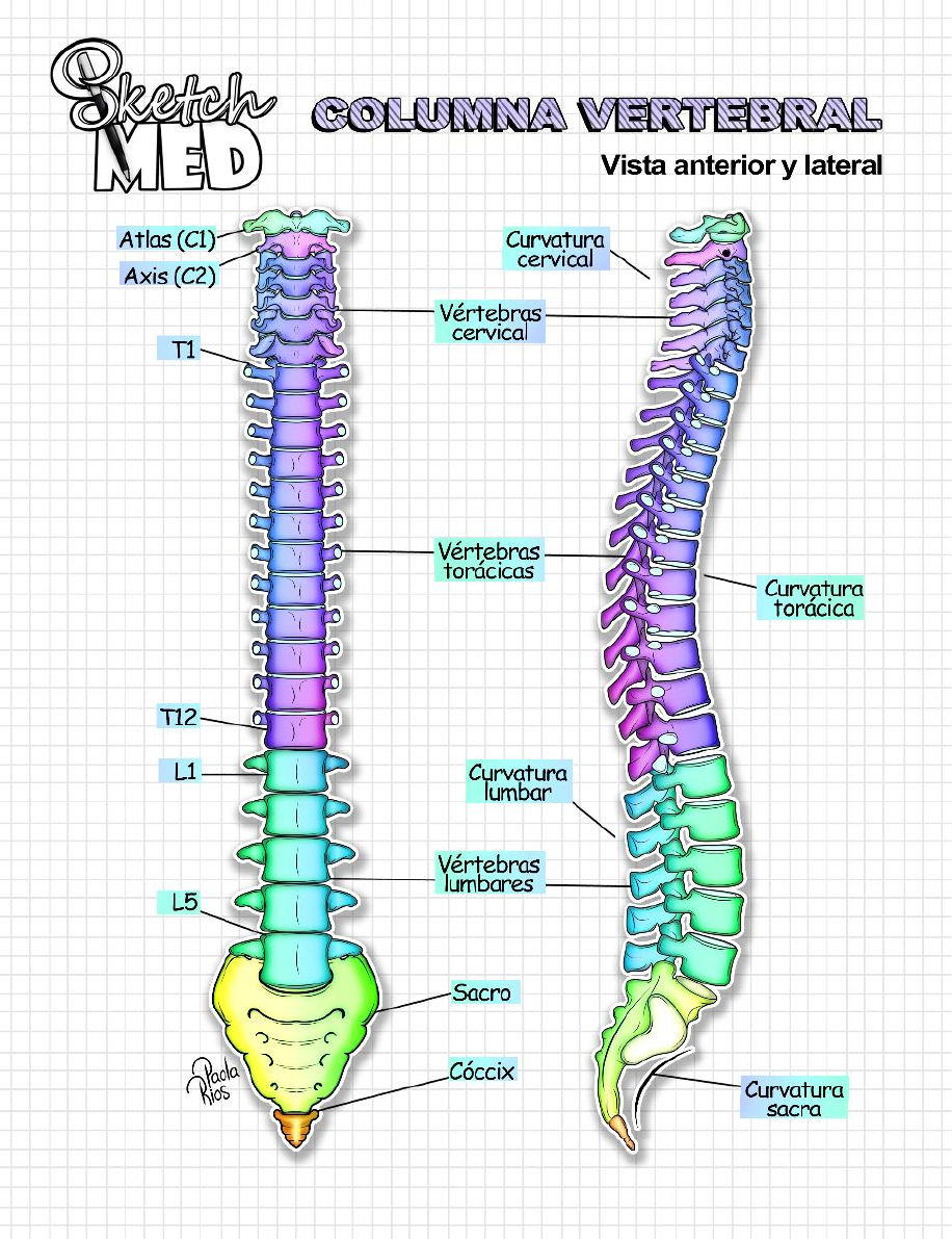 COLUMNA VERTEBRAL - CERVICAL - Anatomia I