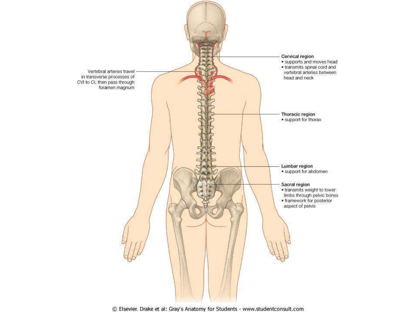 Grátis: CERVICAL - Material Claro e Objetivo em PDF para Estudo Rápido, image size:1440x1080